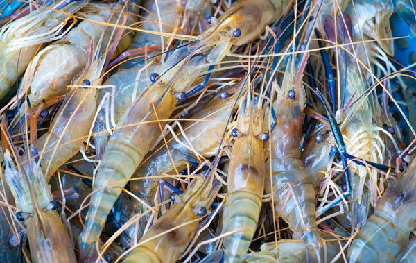 羅氏沼蝦室內循環水養殖設計方案